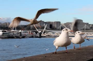 birdsthames - Spot your local birds. [ATTDT]