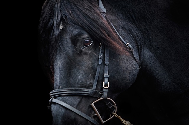 blackhorse - Discover the most famous horse in literature. [ATTDT]