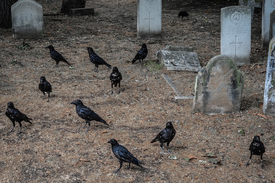 cemeterycrows - Explore secrets of the grave at Brompton Cemetery. [ATTDT]