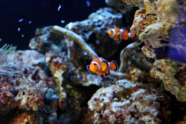 clownfish - Be mesmerised by fish at the Belle Isle Aquarium. [ATTDT]