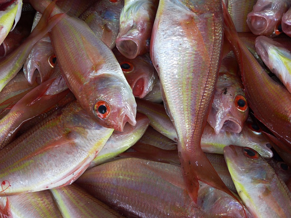 fishmarket - Bag some fish at Tuna Harbor. [ATTDT]