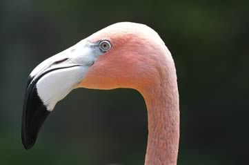 flamingo - Meet the flamingoes at the Flamingo Hotel. [ATTDT]