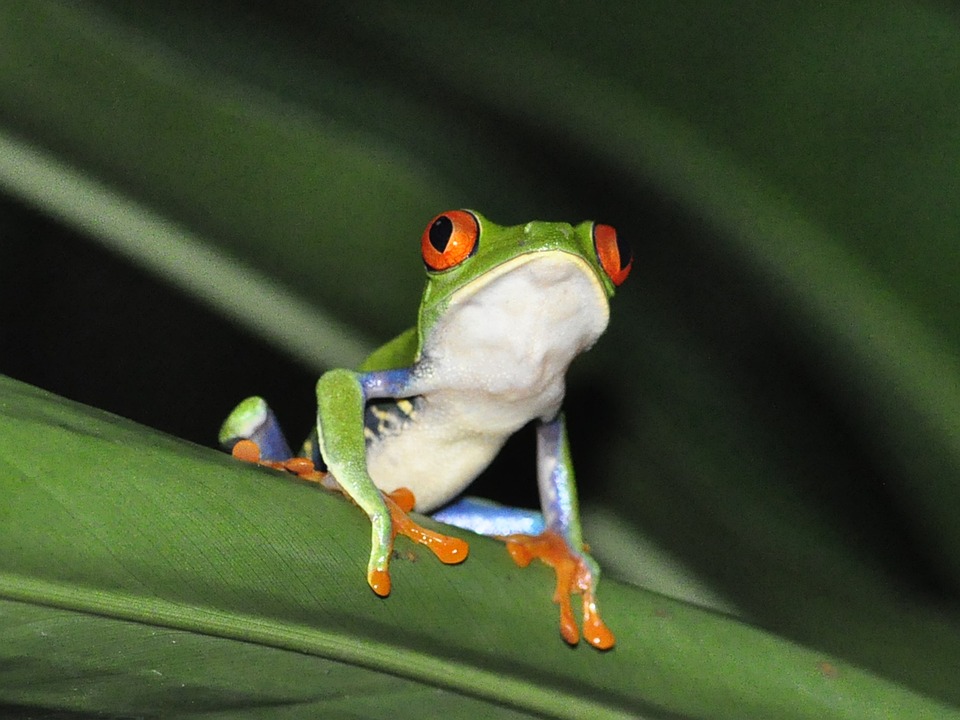 frogcostaricanleaf - Find your favourite frog at Manchester Museum. [ATTDT]
