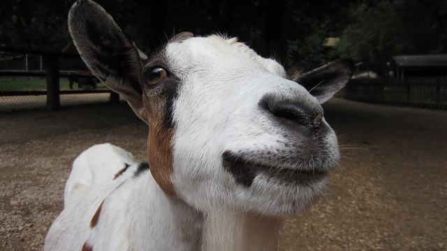 goat - Feed a goat. Then let a goat feed you. [ATTDT]