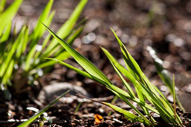 grassgrowing - Discover the story of Atlanta around Piedmont Park. [ATTDT]