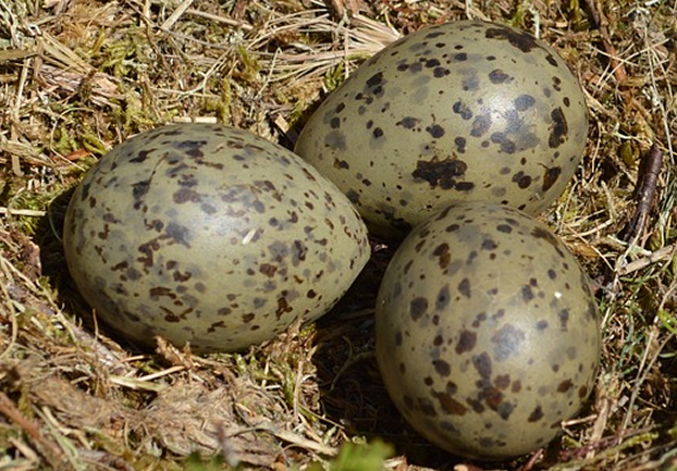 gulleggs - Try a gull's egg. [ATTDT]
