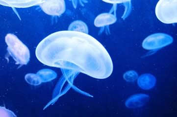 jellyfish - See the beauty of jellyfish at Waikiki Aquarium. [ATTDT]