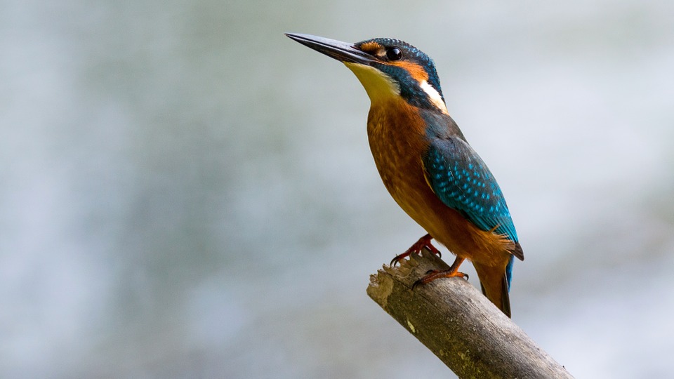 kingfisher - Explore the bird life of Conwy. [ATTDT]