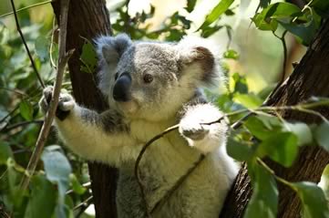 koala - Discover how cute koalas can be. [ATTDT]