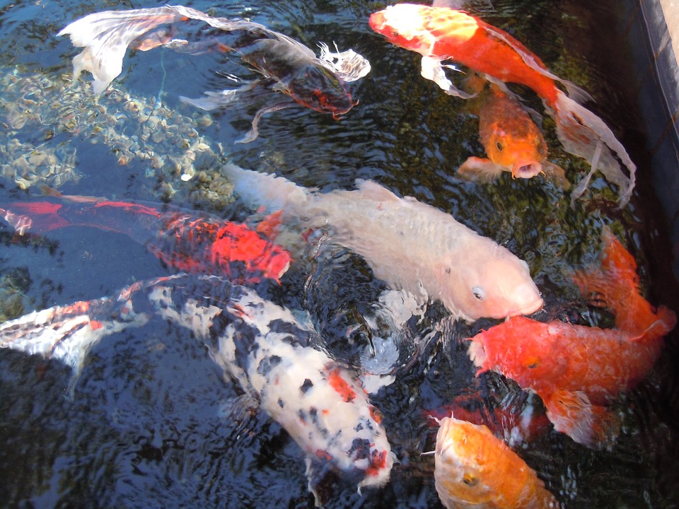 koi - Relax around swimming koi in Holland Park. [ATTDT]