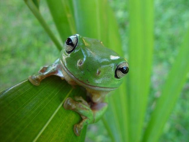 leaffrog - Learn how to feed a frog. [ATTDT]