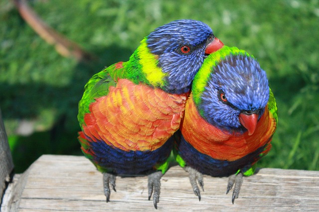 lorikeetparrots - Give lunch to lorikeets at Denver Zoo. [ATTDT]