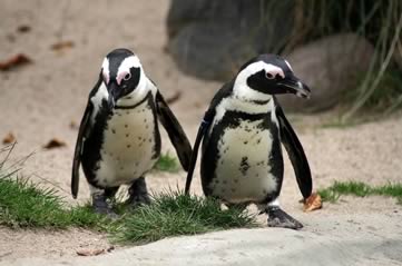 penguins - Have lunch with penguins at Belfast Zoo. [ATTDT]