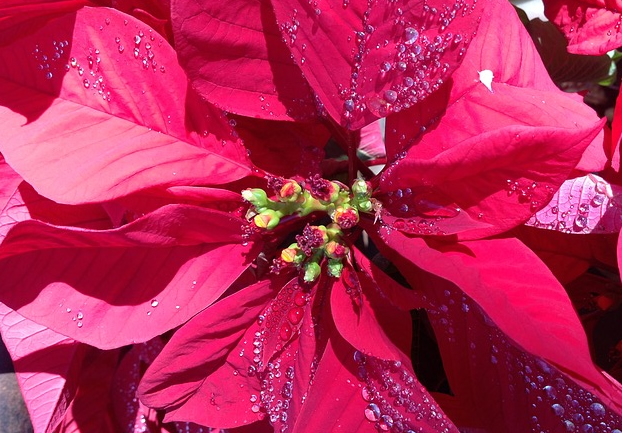 poinsetta - Welcome in Christmas at Allan Gardens. [ATTDT]