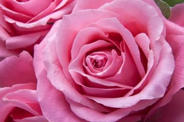 rosebig - Visit Adelaide's roses. [ATTDT]