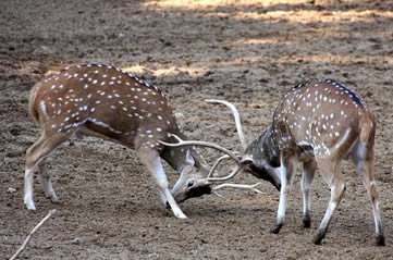 ruttingdeer - Watch out for Woburn's rutting deer. [ATTDT]