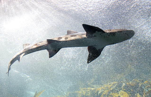 sharkaquarium - Spot the sharks at Bristol Aquarium. [ATTDT]