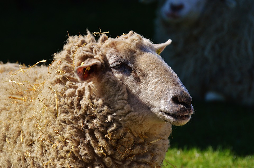 sheep - Celebrate the countryside at the Heathfield Show. [ATTDT]