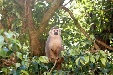 spidermonkey - Visit the island of spider monkeys. [ATTDT]