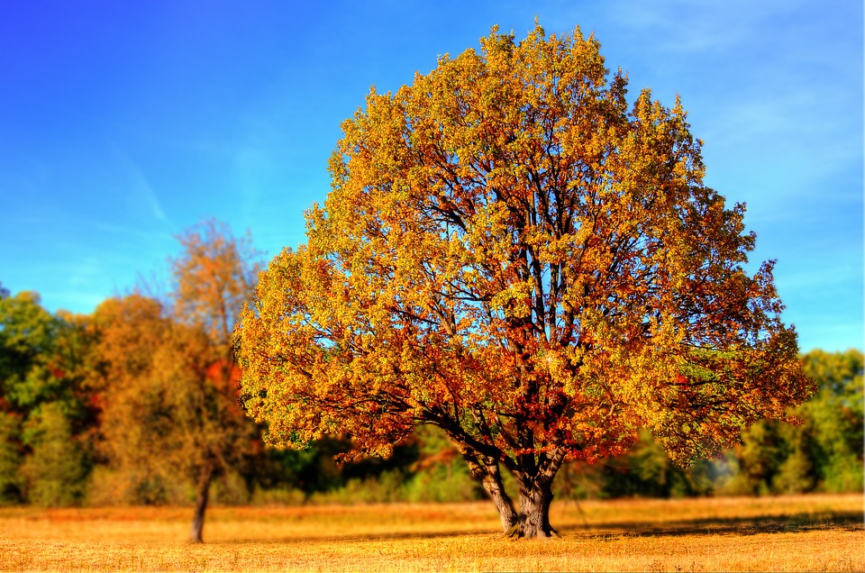 treeautumn - Find the words to describe autumn. [ATTDT]