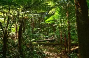 treeferns - Meet Australian plant life. [ATTDT]