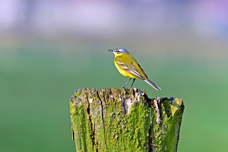 wagtailyellow - Explore the bird life of Hampstead. [ATTDT]